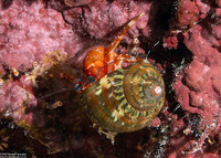 Pagurus sp.3 (Blue-Banded Pagurus)