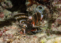 Dendrochirus biocellatus (Twinspot Lionfish)