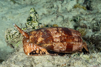 Conus geographus (Geography Cone)