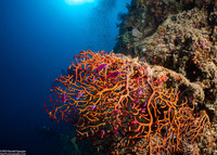 Melithaea sp.2 (Knotted Fan Coral)