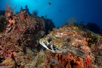 Arothron mappa (Map Puffer)