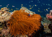 Heteractis magnifica (Magnificent Sea Anemone)