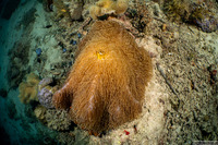 Heteractis magnifica (Magnificent Sea Anemone)