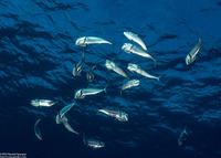 Rastrelliger kanagurta (Long-Jawed Mackerel)