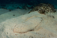 Brachirus aspilos (Margined Sole)