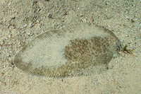 Brachirus aspilos (Margined Sole)