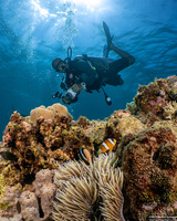 Heteractis malu (Delicate Sea Anemone)