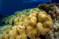 Sarcophyton trocheliophorum (Elephant Ear Coral)