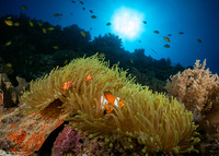 Heteractis magnifica (Magnificent Sea Anemone)