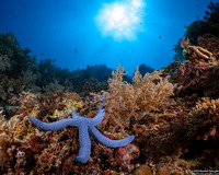 Linckia laevigata (Blue Sea Star)