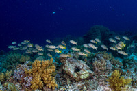 Lutjanus ehrenbergii (Blackspot Snapper)