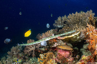 Fistularia commersonii (Bluespotted Cornetfish)