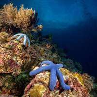 Linckia laevigata (Blue Sea Star)