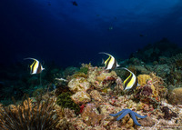 Zanclus cornutus (Moorish Idol)