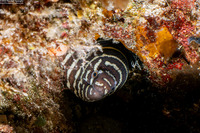 Gymnomuraena zebra (Zebra Moray)