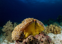 Heteractis magnifica (Magnificent Sea Anemone)