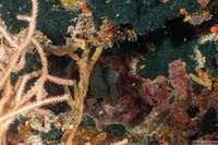 Calloplesiops altivelis (Comet Longfin)