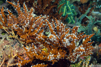 Carijoa sp.1 (Snowflake Coral)