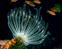 Anneissia bennetti (Bennett's Feather Star)