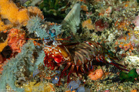 Odontodactylus scyllarus (Peacock Mantis Shrimp)