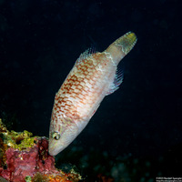 Oxycheilinus digramma (Cheek-Lined Wrasse)