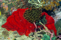 Echinodictyum sp.1 (Echinodictyum sp.1)