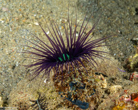 Cerianthus filiformis (Cerianthus Filiformis)