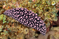 Phyllidiella pustulosa (Pustulose Phyllidia)