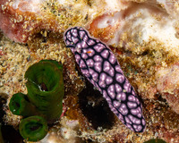 Phyllidiella pustulosa (Pustulose Phyllidia)
