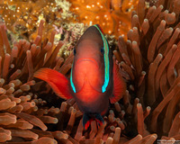 Amphiprion frenatus (Tomato Anemonefish)