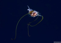 Cavolinia tridentata (Pteropod)
