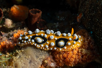 Phyllidia ocellata (Ocellated Phyllidia)