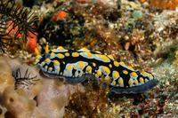 Phyllidia varicosa (Varicose Phyllidia)