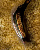 Pedum spondyloideum (Iridescent Scallop)