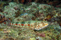 Synodus variegatus (Reef Lizardfish)