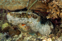 Bohadschia argus (Argus Sea Cucumber)