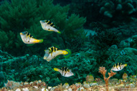 Paraluteres prionurus (Mimic Filefish)