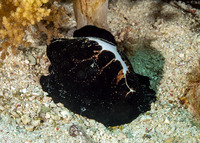Ovula ovum (Common Egg Cowry)