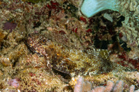 Saurida gracilis (Slender Lizardfish)