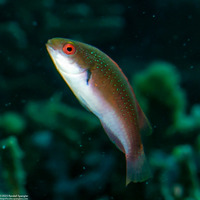 Cirrhilabrus punctatus (Dotted Fairy Wrasse)
