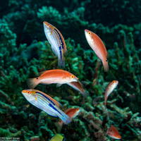 Cirrhilabrus lubbocki (Yellowback Fairy Wrasse)