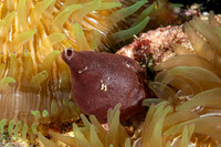 Heteropia minor (Heteropia Minor)