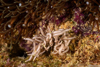 Phyllodesmium briareum (Yellow-Tipped Phyllodesmium)