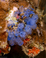 Clavelina moluccensis (Clavelina Moluccensis)