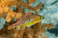 Oxycheilinus bimaculatus (Twospot Wrasse)