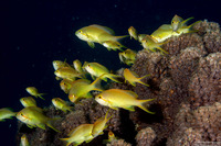 Pseudanthias huchtii (Threadfin Anthias)