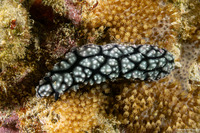 Phyllidiella pustulosa (Pustulose Phyllidia)