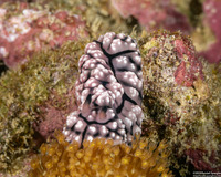 Phyllidiopsis fissurata (Phyllidiopsis Fissurata)