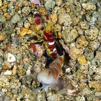 Alpheus randalli (Randall's Snapping Shrimp)