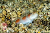 Amblyeleotris yanoi (Flagtail Shrimpgoby)
